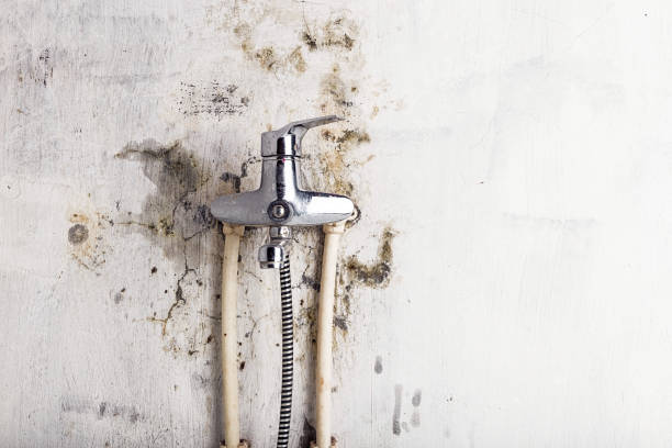 Crockett, TX Mold Remediation Company