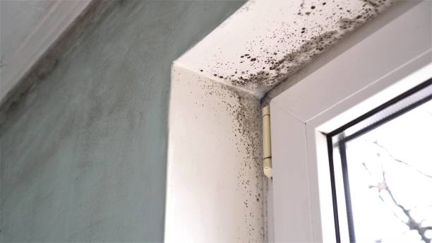 Best White Mold Remediation in Crockett, TX