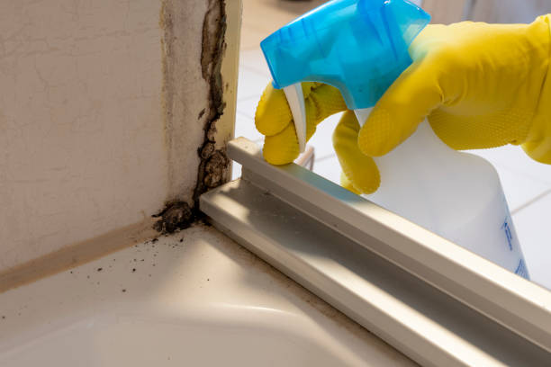 Best Attic Mold Remediation in Crockett, TX