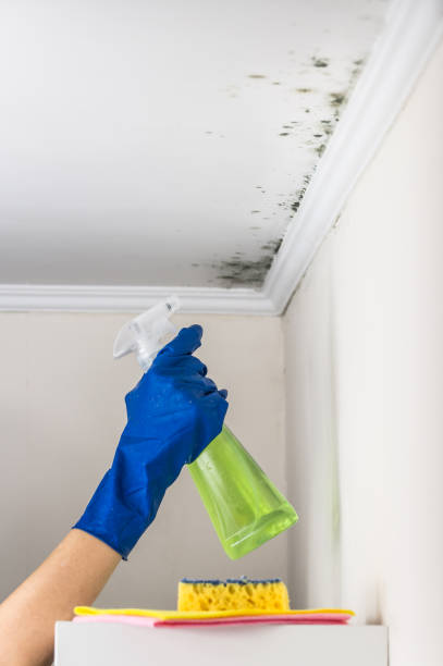 Best Insurance-Related Mold Remediation in Crockett, TX